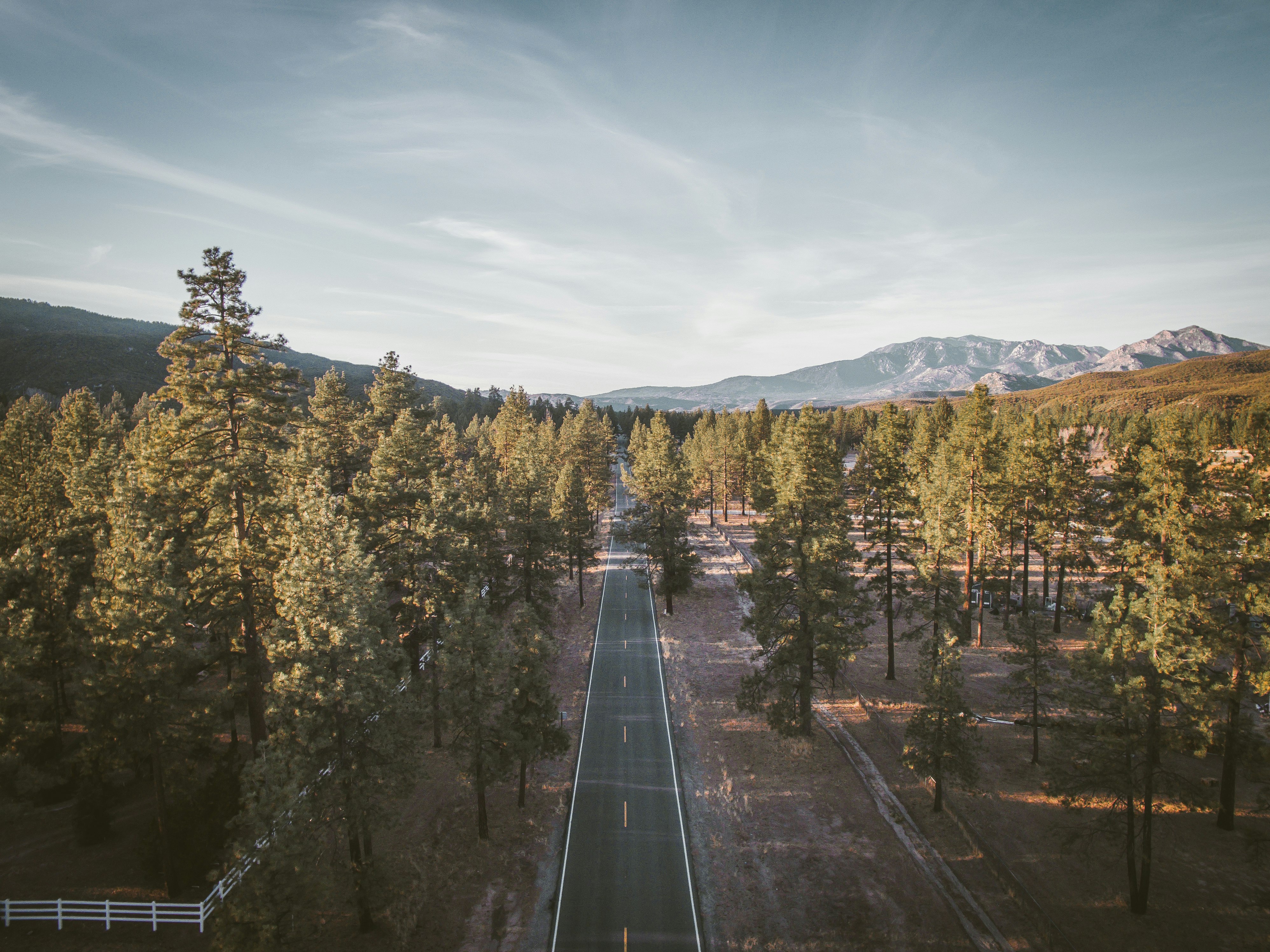 bird's-eye view of road surrounded by tress